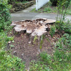 Weathered tree stump beside a driveway awaiting removal.