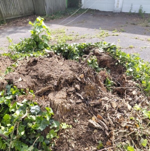 Rotting tree stump overgrown with weeds before removal.