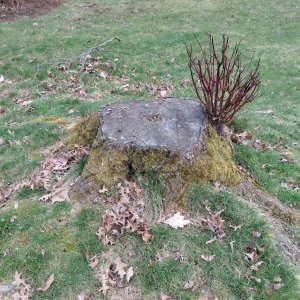 Tree stump with new shoots sprouting from the roots before stump grinding and removal.
