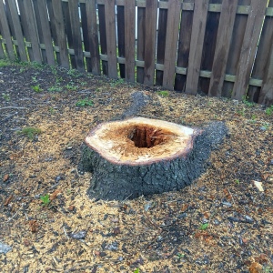 Tree stump positioned along a fence line awaiting removal.