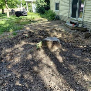Tree stump in a shaded backyard area awaiting stump grinding.
