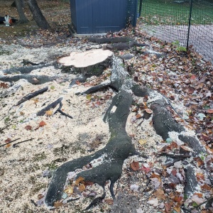 Tree stump with exposed roots before stump removal.