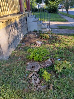 There are two stumps close to the foundation and the porch. The visible clearance allows for the stumps to be removed using the grinding method.