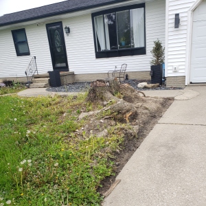 Tall stump remaining after tree removal, ready for grinding.