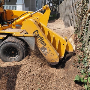 We’ve almost finished grinding down this stump. There’s just a small protrusion left above ground, very close to the fence.