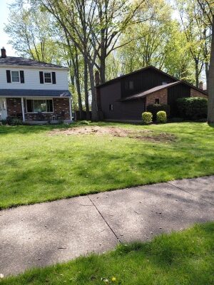 The site after stump grinding. Mulch from the ground-up stump on the lawn.