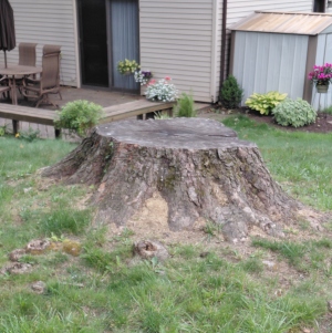 Thick oak stump on uneven ground before stump grinding.