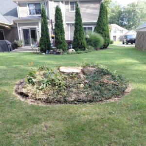 Wide maple tree stump near a home before grinding.