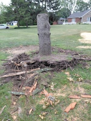 An excessively high stump that increases the cost of its removal.