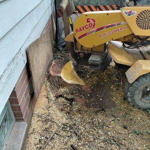 Stump grinding very close to the house's foundation.