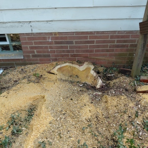 The above-ground portion of the incompletely ground-down stump is very close to the foundation.