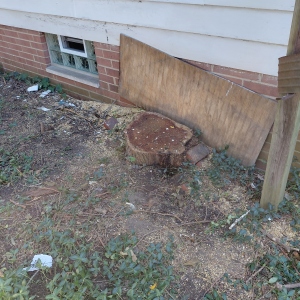 A stump located very close to the house's foundation, prepared for grinding.