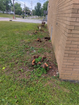 tree stump located close to the building foundation