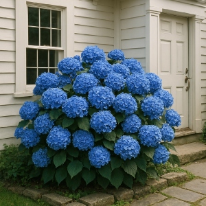 A blue hydrangea bush instead of a rotting stump.