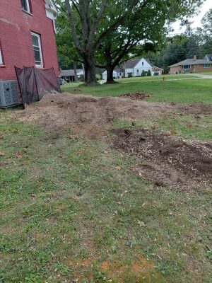 Stump grinding Parma Hts after. Parma Heights — all stumps removed in a single day.