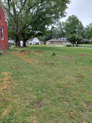 Parma Heights — stumps from recently cut-down trees near the house.