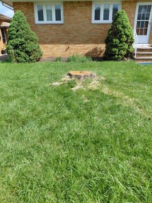 Stump grinding Parma before. A stump in Parma near State Road that had damaged the lawn with its long roots.