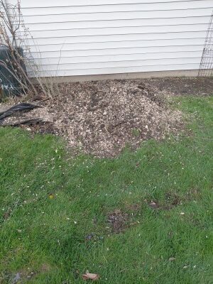 Stump grinding after. Parma, backyard — the stump is gone.