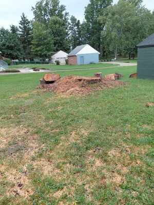 Sump grinding Parma before. An oak stump is interfering with a new landscape design.