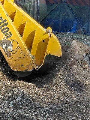 With the main body of the stump ground away, the remaining fragments and roots are also removed. This is a critical step in the removal process: it prevents the tree from regrowing and prepares the site for future landscaping or construction work.