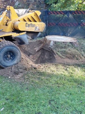 how to get rid of a huge stump oct 10. 26-3