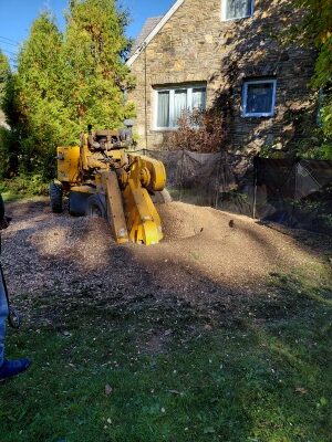 The final image shows the stump grinder completing the removal of the massive stump. All that remains in its place is a pile of mulch. The site is now fully prepared for the implementation of any landscaping project. This is a clear example of the results you get with professional stump removal.