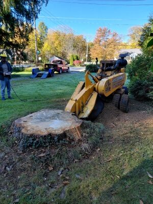 The stump grinder is set in place, aligned for the first cut. This step shows the specialized equipment required when learning how to get rid of a huge stump—power, precision, and control matter.