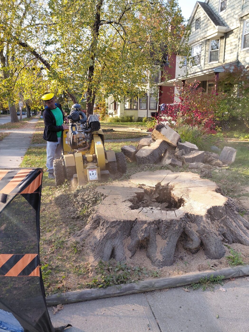 Now you can see what to do with a stump in your yard — cut it low and get the grinder ready.