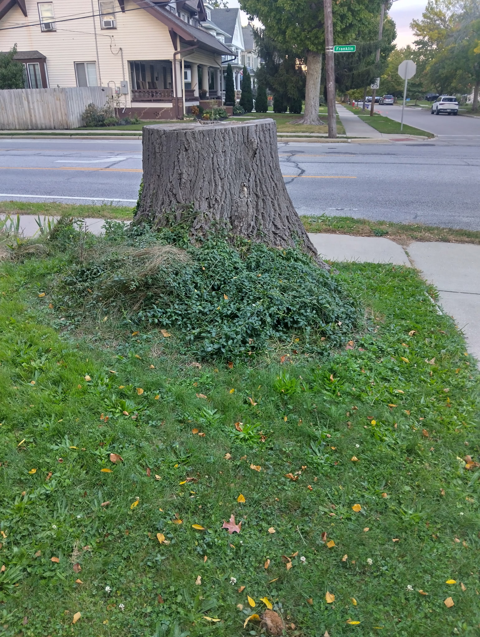 Wondering what to do with a stump in your yard? This oak stump shows how much space a leftover tree can steal from your lawn.