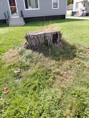 An old oak stump on the lawn in front of the house in North Olmsted.
