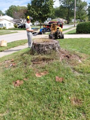 The stump grinder is approaching a large stump on the lawn.