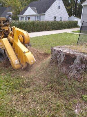 Stump grinding begins with the roots.