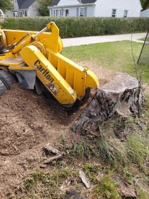 The grinding of the oak stump on the lawn is ongoing. Half remains.