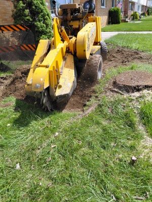 Grinding a stump in Parma with long roots protruding above the ground surface.