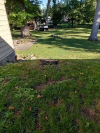 A tree stump on the slope in the backyard of a house in Parma, before being ground down.