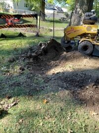 stump grinding Parma sep 26 (13)