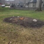 Three old tree stumps on the lawn next to the house.