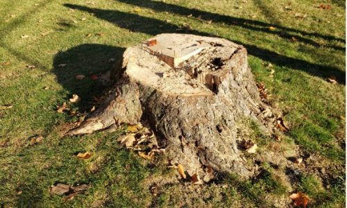 Stump before removal.