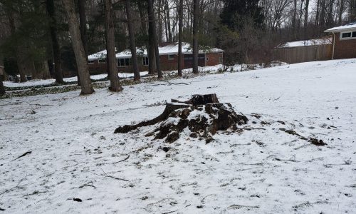 We're The Year‑Round Crew. Some think tree removal is a “summer job.” Not us. Our team works year‑round, bundled up and ready to cut through ice, snow, and excuses. Winter is just another season to keep your property safe and clear.